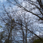 Two-Redbud-Trees
