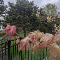 Plants Freeze