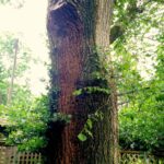 Figure 2. American Elm
