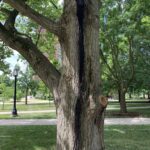 Figure 3. White Oak