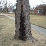 Figure 4. Silver Maple