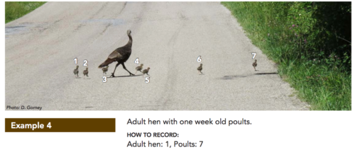 Adult hen with one week old poults