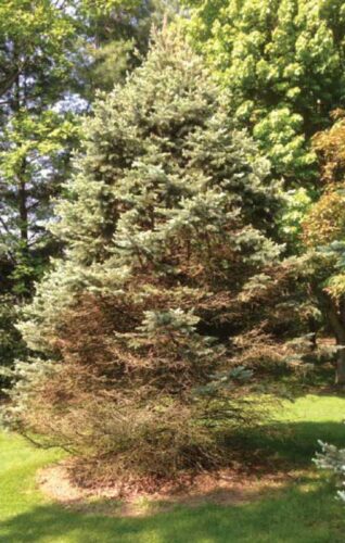 blue spruce needle cast