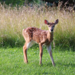 deer
