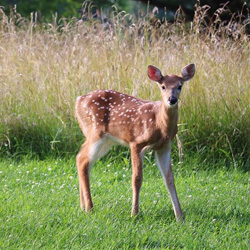 deer