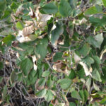 Leaf Scorch on Lilac