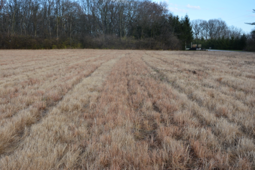 little bluestem