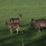 Group of deer on grass, Indiana DNR hunting season