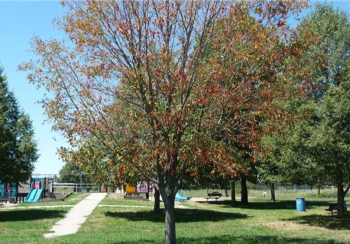 Tree with drought stress.