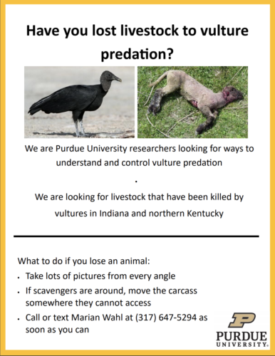 vultureFlyer