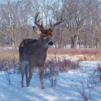 Deer in snow, Integrated Deer Project, FNR, IN DNR.