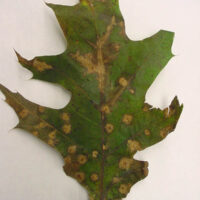 figure4