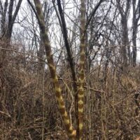 PaperMulberryTree