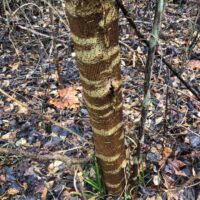 PaperMulberryTree2