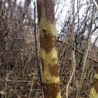 PaperMulberryTree3