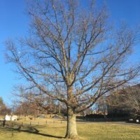 treeInDec