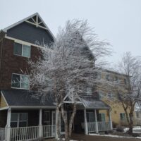 frostTree