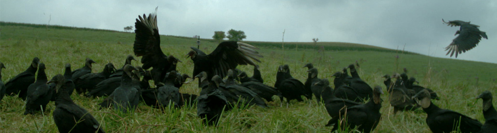 blackVultureBanner