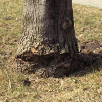 Tree Bark Damage