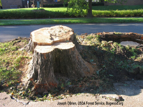 Tree stump, Joseph OBrien, USDA Forest Service, Bugwood.org
