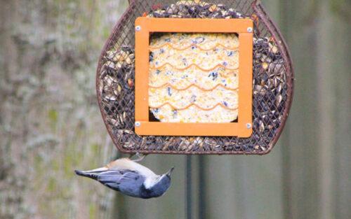 Blue jay on bird feeder.