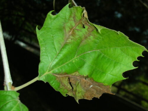 Anthracnose Example Photo