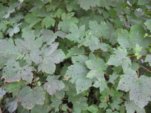 Tar Spot Example Photo