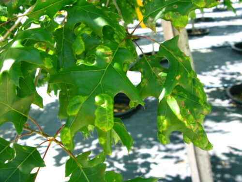 Leaf blister example photo