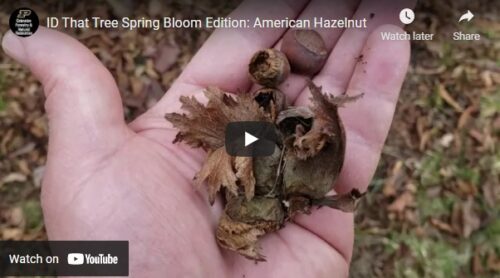 ID That Tree American Hazelnut Thumbnail