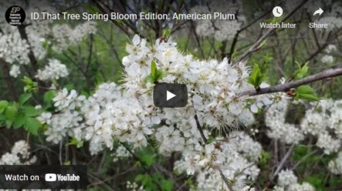 ID That Tree American Plum Thumbnail