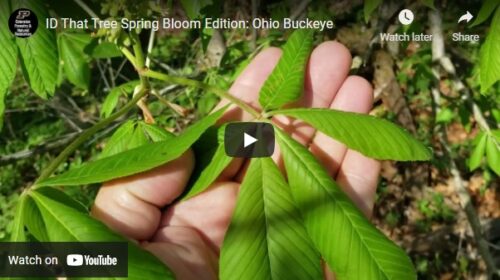 ID That Tree Ohio Buckeye Thumbnail