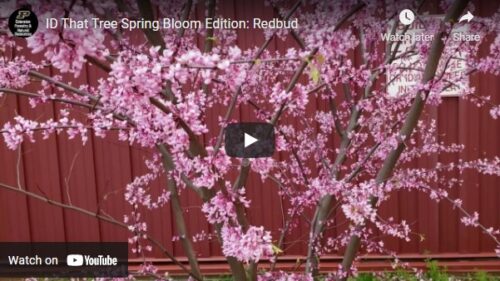 ID That Tree Redbud Thumbnail