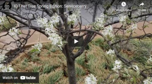 ID That Tree Serviceberry Thumbnail