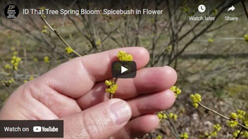 ID That Tree Spicebush in Flower Thumbnail