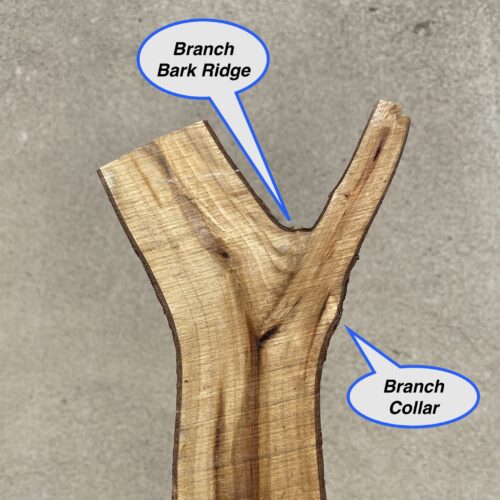 Branch Bark Ridge and Branch Collar of a cut branch image