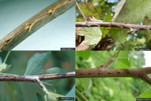 Cicada Scars Photo