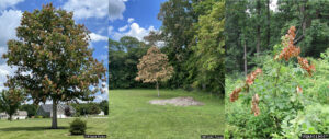 Cicada Damage Photo