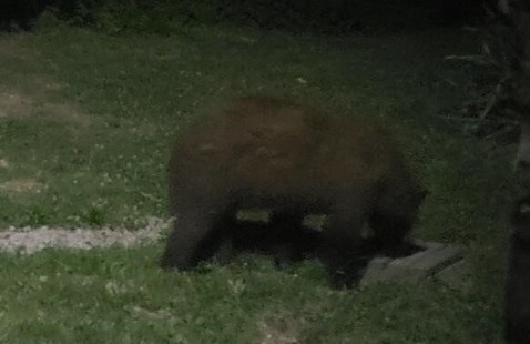 IDNR Black Bear Photo