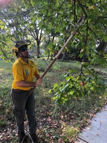 Pruning Photo