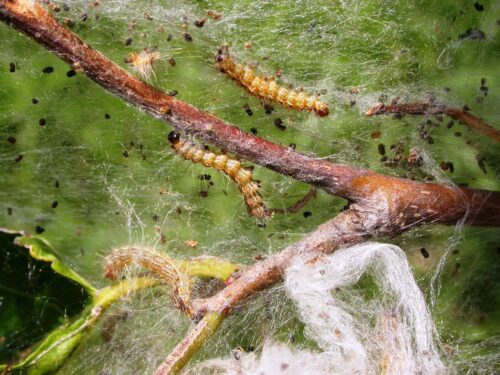 Figure 2 Fall Webworm Catipillar Photo