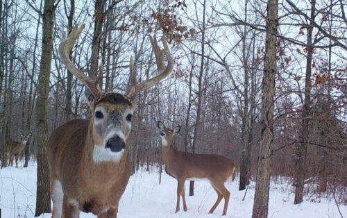 Deer in forest with snow on the ground.