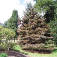 Fig. 1 infected blue spruce tree.