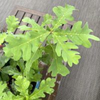 Oak tree with water droplets on leaves.
