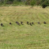 Turkey flock walking on grass. Turkey photo courtesy of Jerry Johnson. IN DNR.