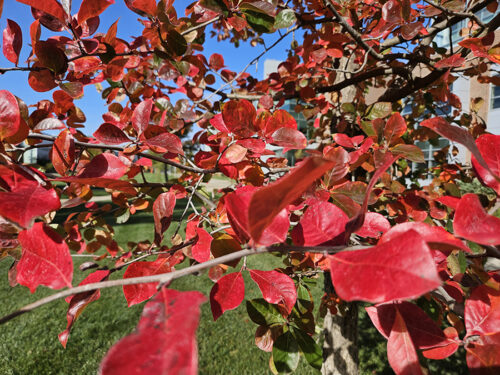 Blackgum red leaves in the fall.