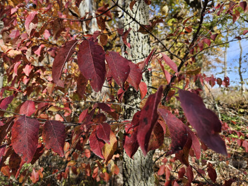 Blackhaw tree with red leaves in the fall.