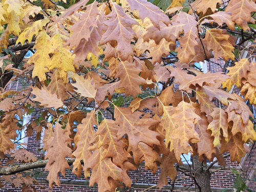 Northern red oak tree with orange and yellow leaves in the fall.