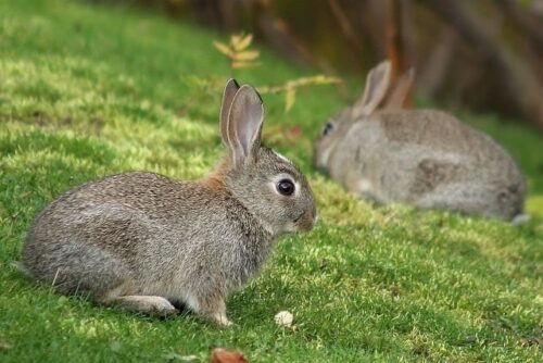 Two rabbits on grass.
