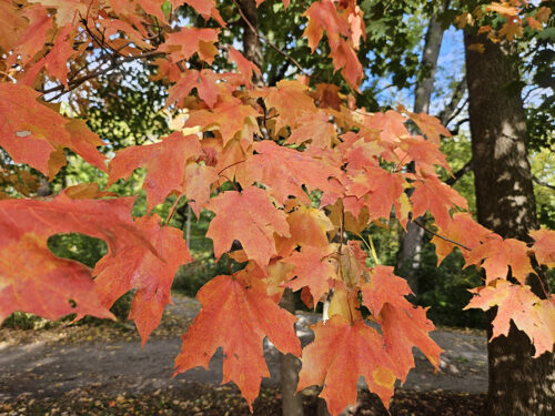 Sugar maple tree with orange leaves in the fall.