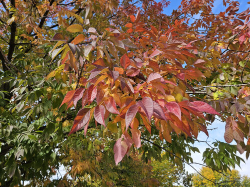 White ask tree with red and yellow leaves in the fall.